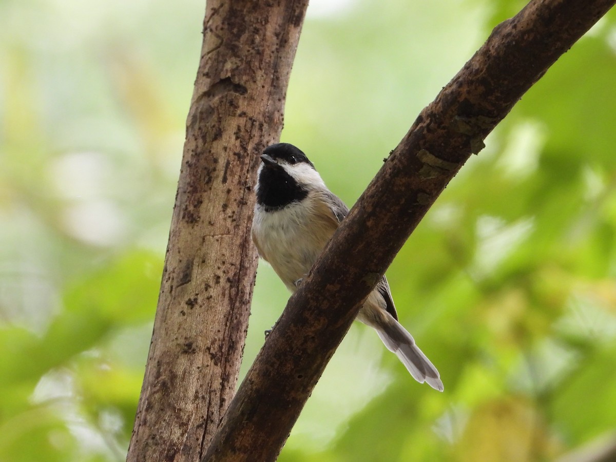 Carolina Chickadee - ML641163077