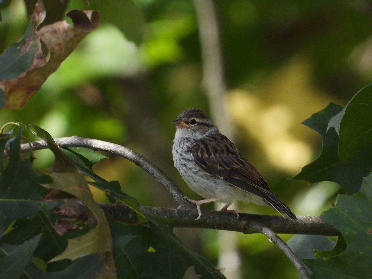 Chipping Sparrow - ML641163081