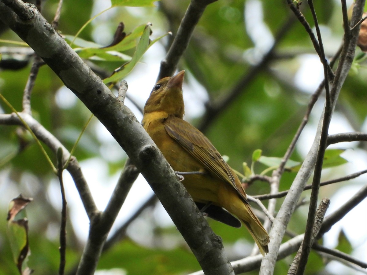 Piranga vermillon - ML641163085