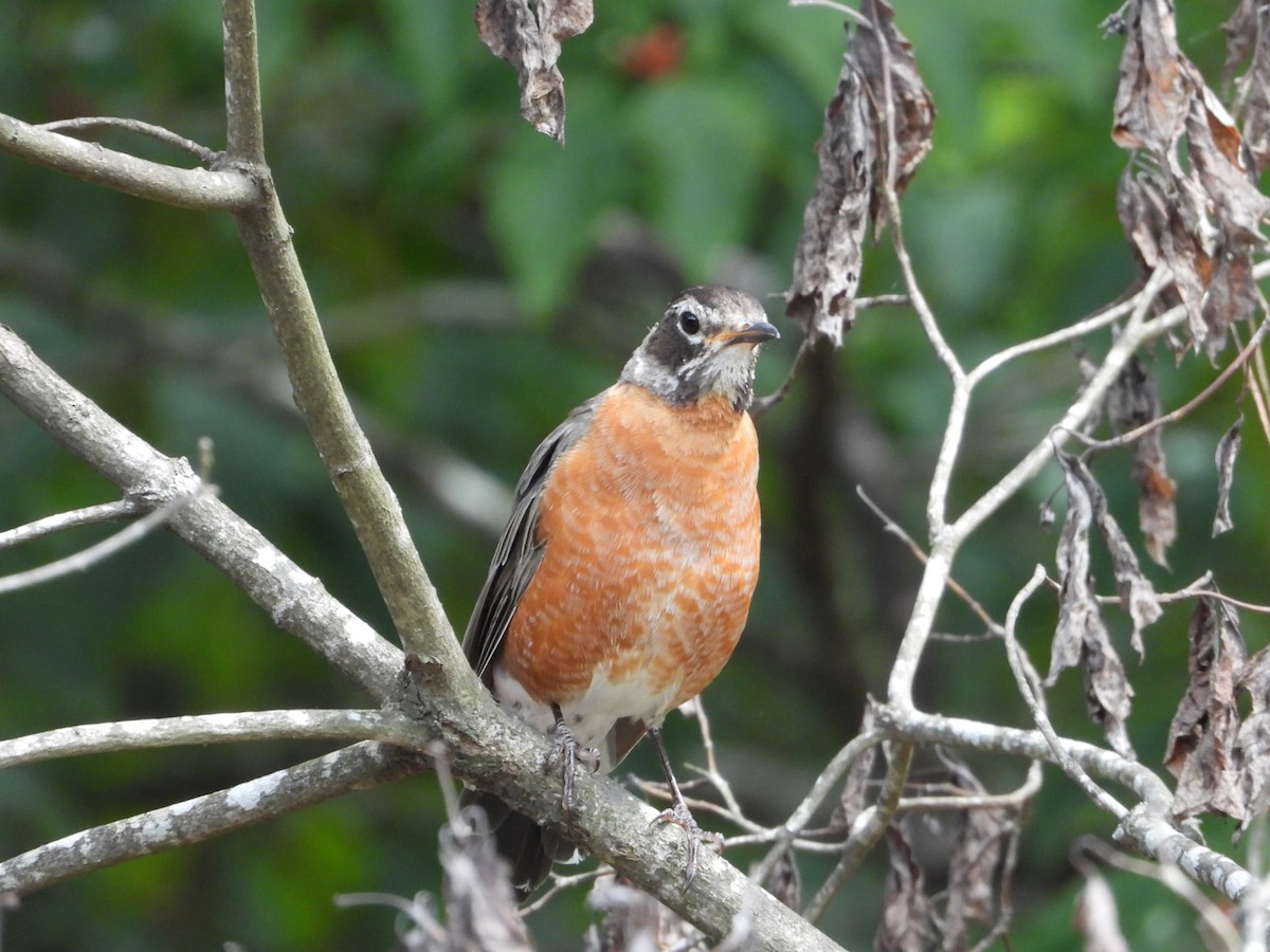 Zozo papargorria - ML641163096