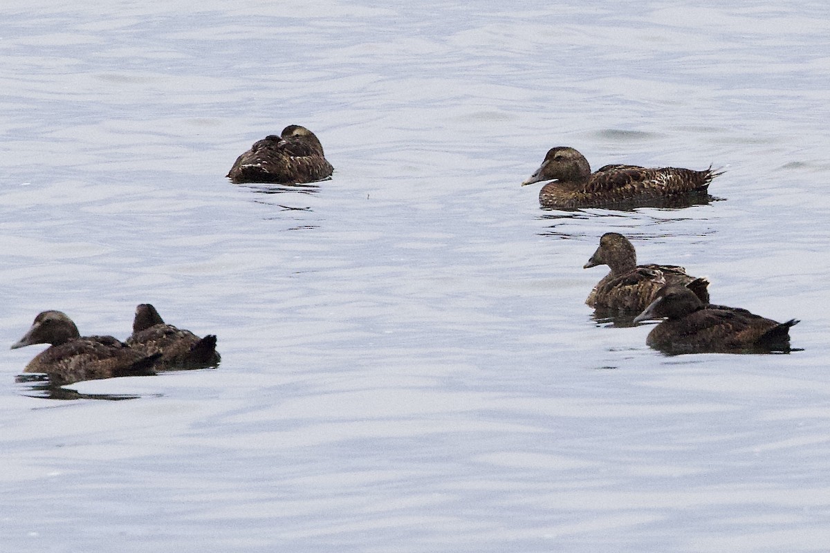 Common Eider - ML641163097