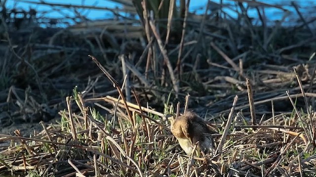Little Grebe - ML641163101