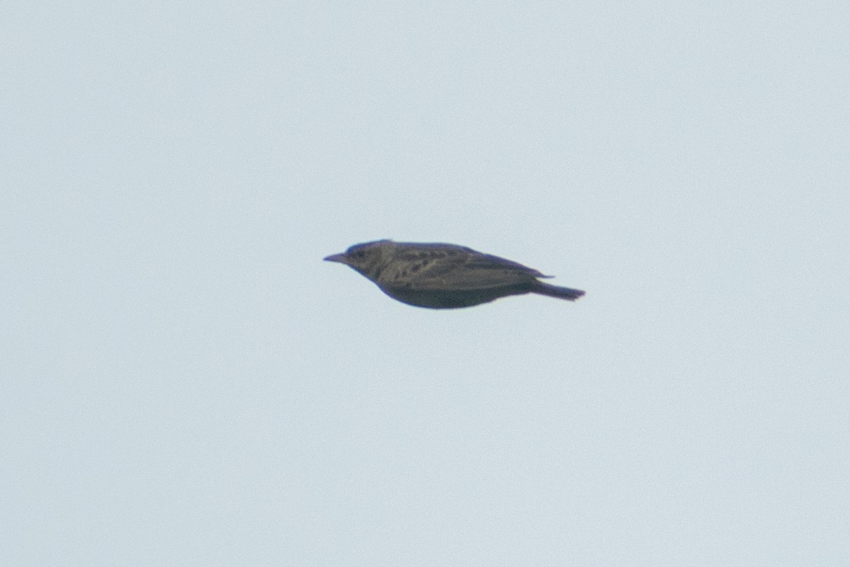 Malabar Lark - ML641163110