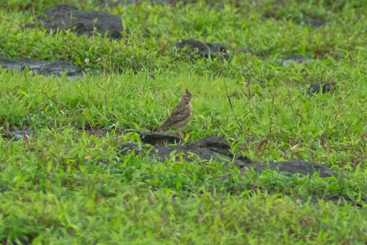 Malabar Lark - ML641163112