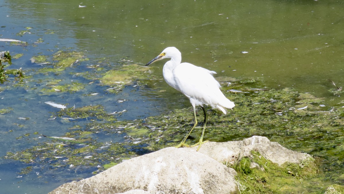 Aigrette neigeuse - ML641163187