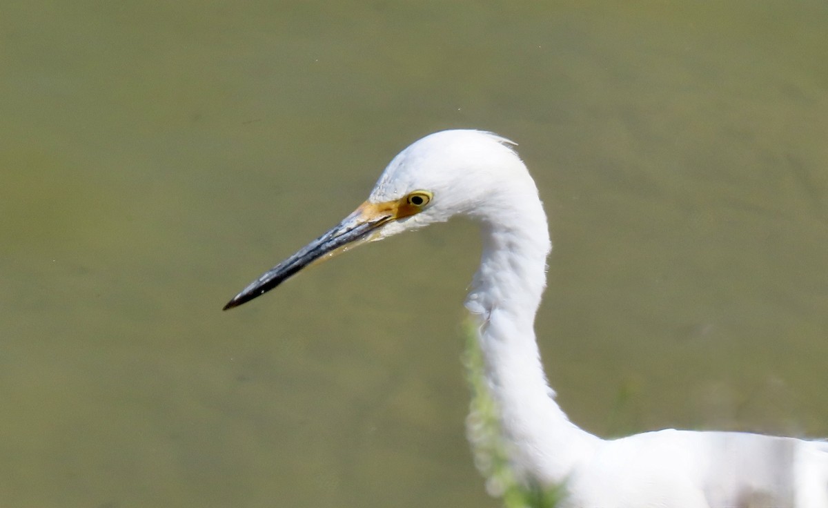 Aigrette neigeuse - ML641163191