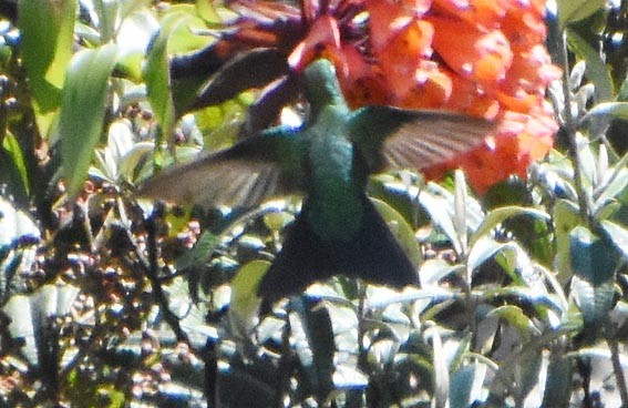 Sapphire-vented Puffleg - ML641163193