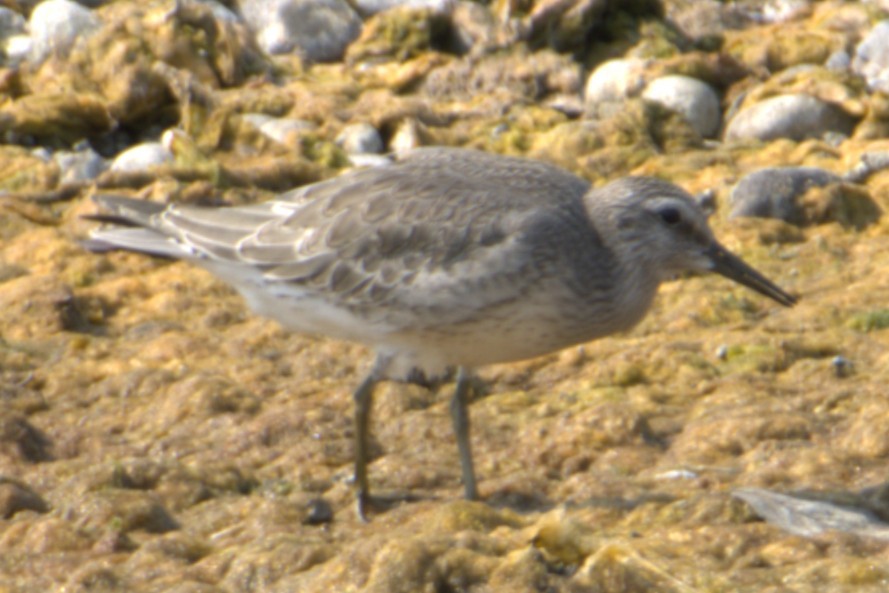 Red Knot - ML641163210