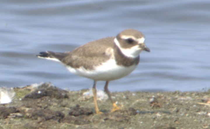 Semipalmated Plover - ML641163214