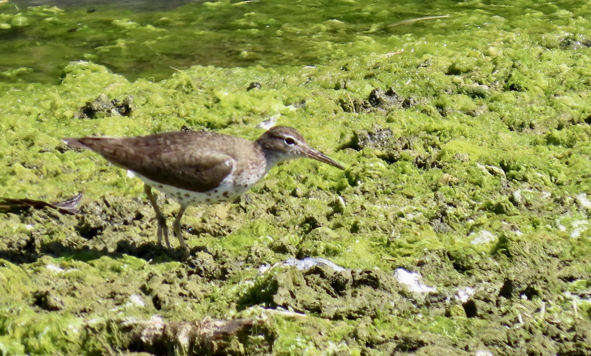 flekksnipe - ML641163230