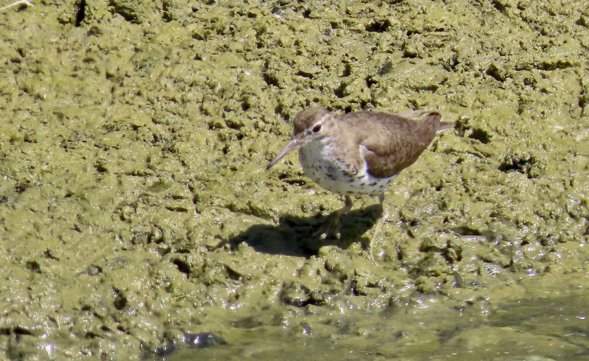 flekksnipe - ML641163232