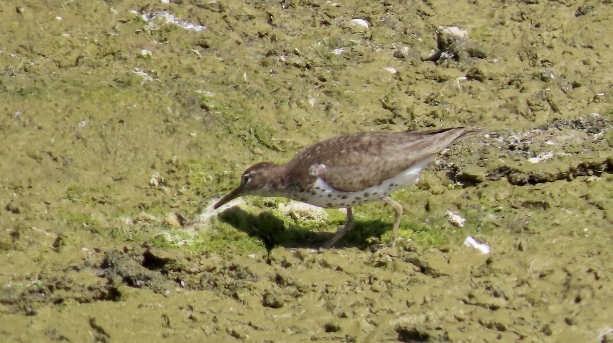 flekksnipe - ML641163234