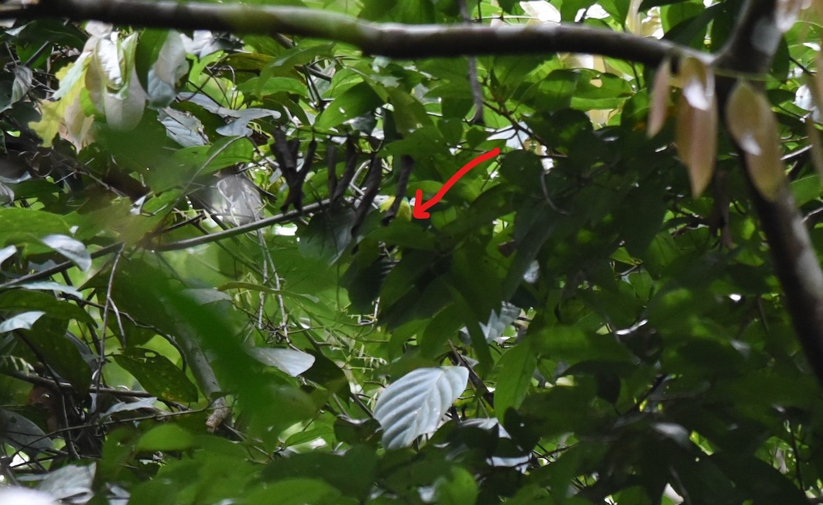 Bornean Leafbird - ML641163243