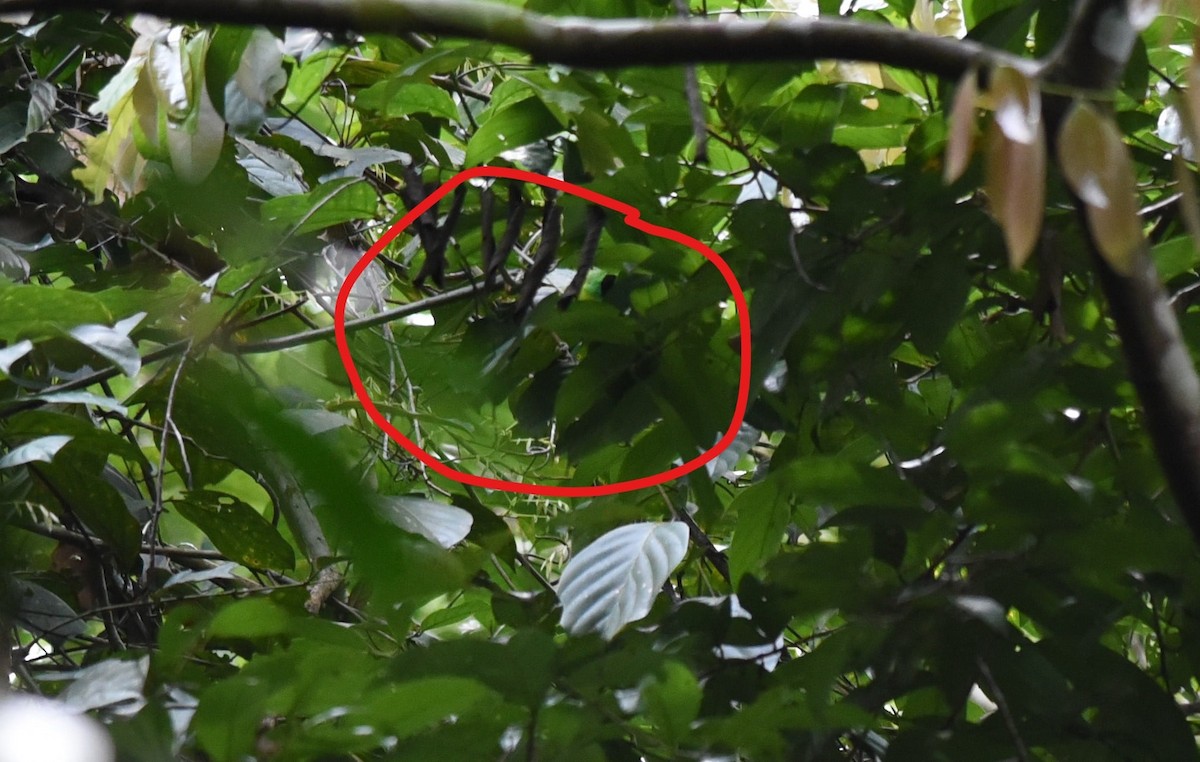 Bornean Leafbird - ML641163244