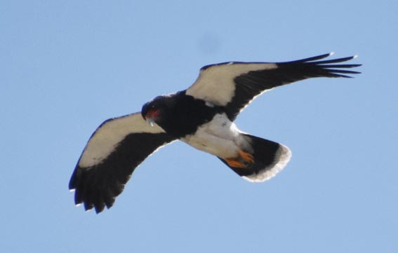 Mountain Caracara - ML641163245