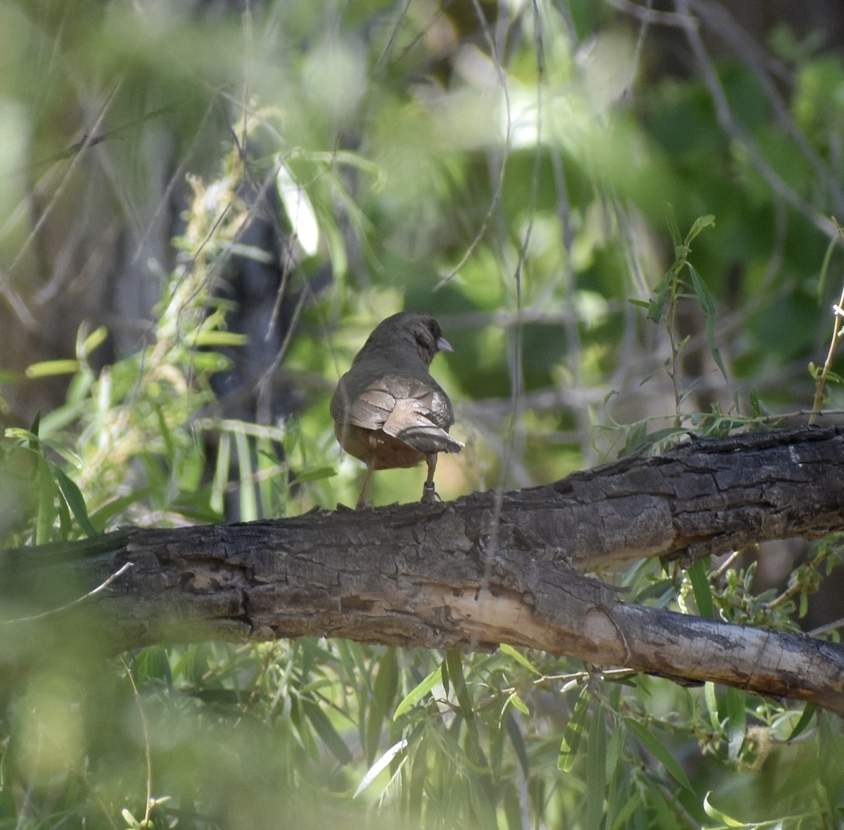 Abert's Towhee - ML641163246