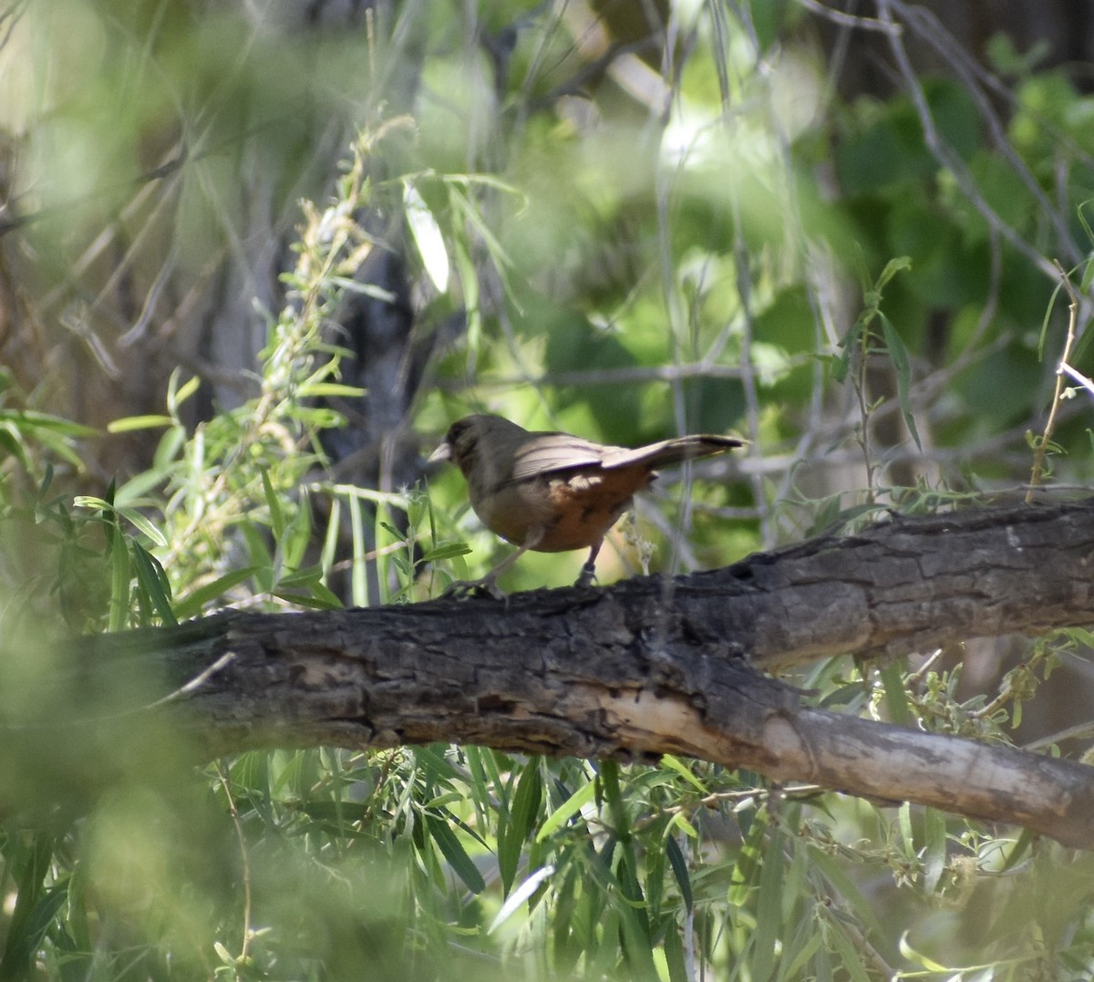 Abert's Towhee - ML641163247