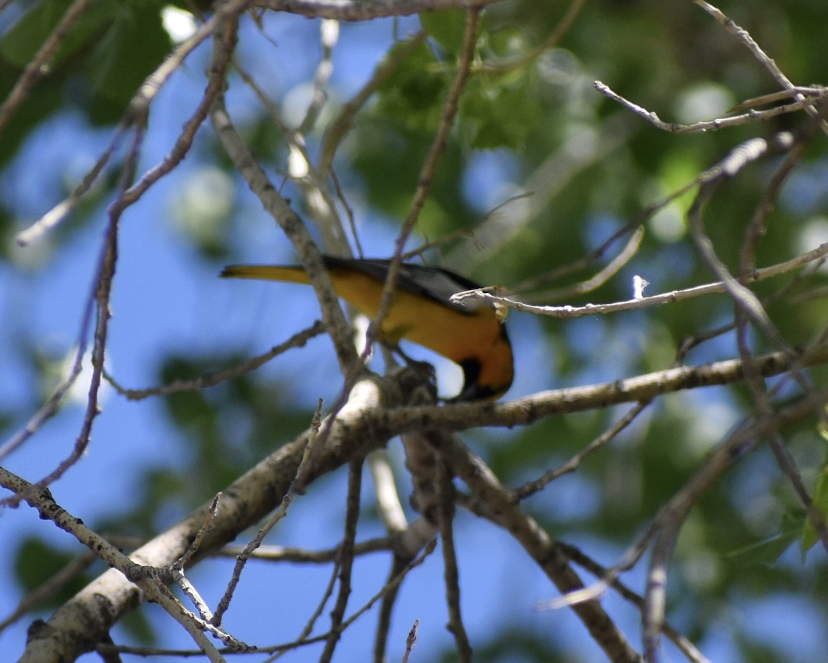 Bullock's Oriole - ML641163261