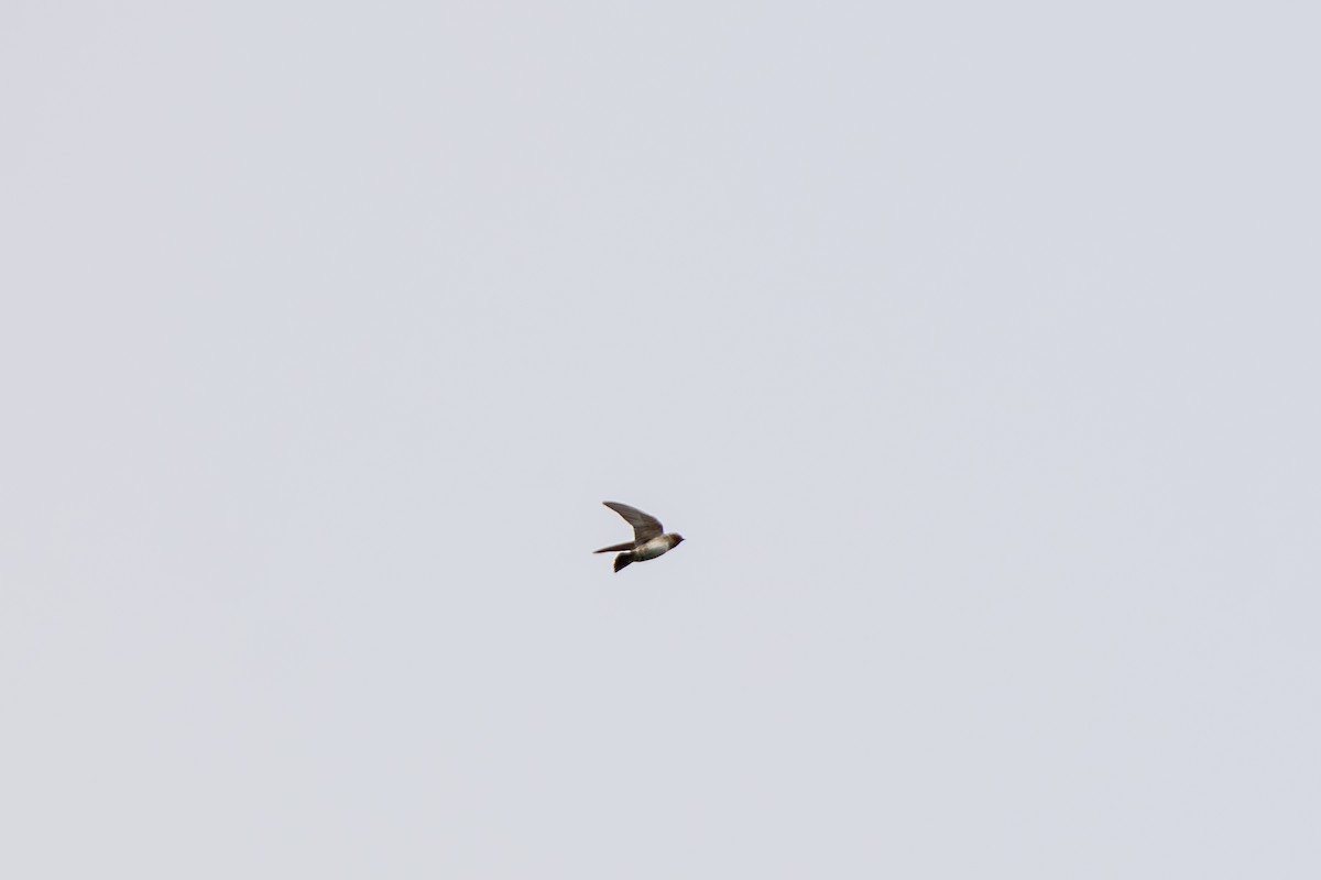 Cliff Swallow (pyrrhonota Group) - ML641163275