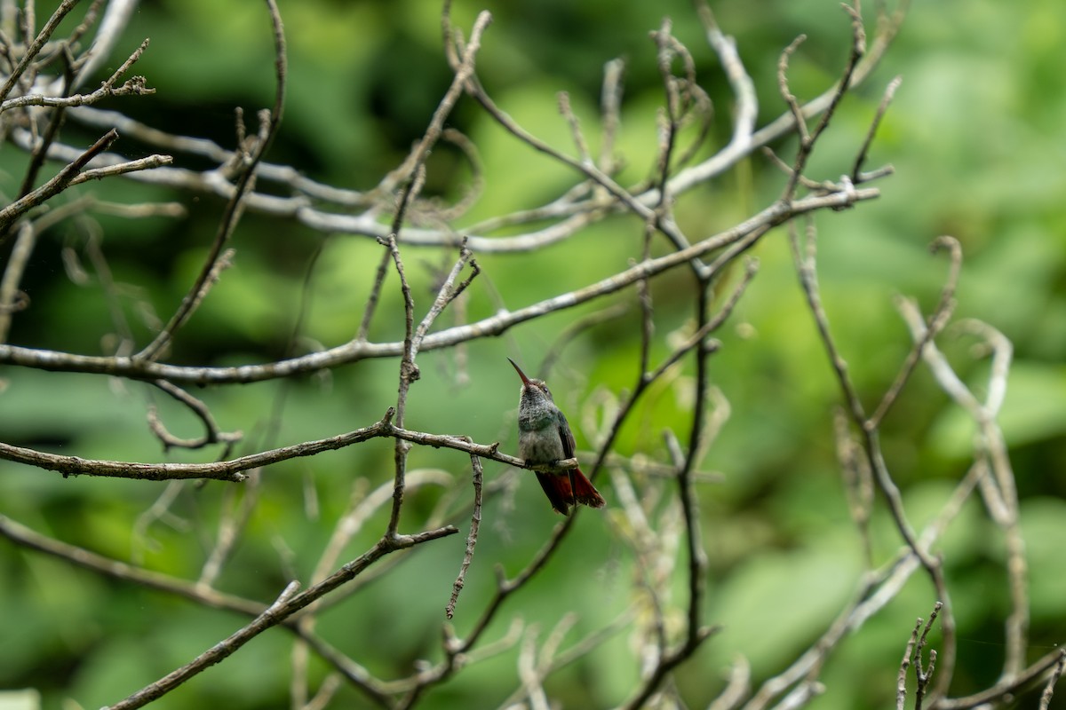 Buff-bellied Hummingbird (Northern) - ML641163303