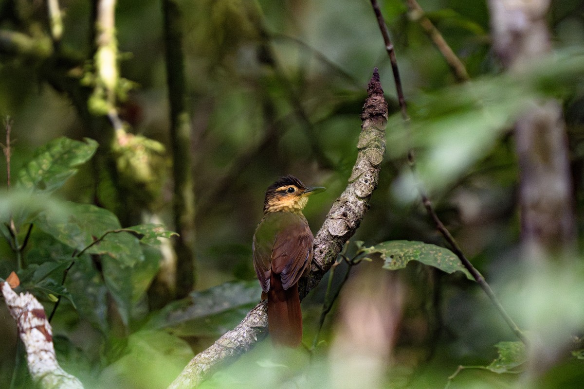 Fawn-throated Foliage-gleaner (Mexican) - ML641163342