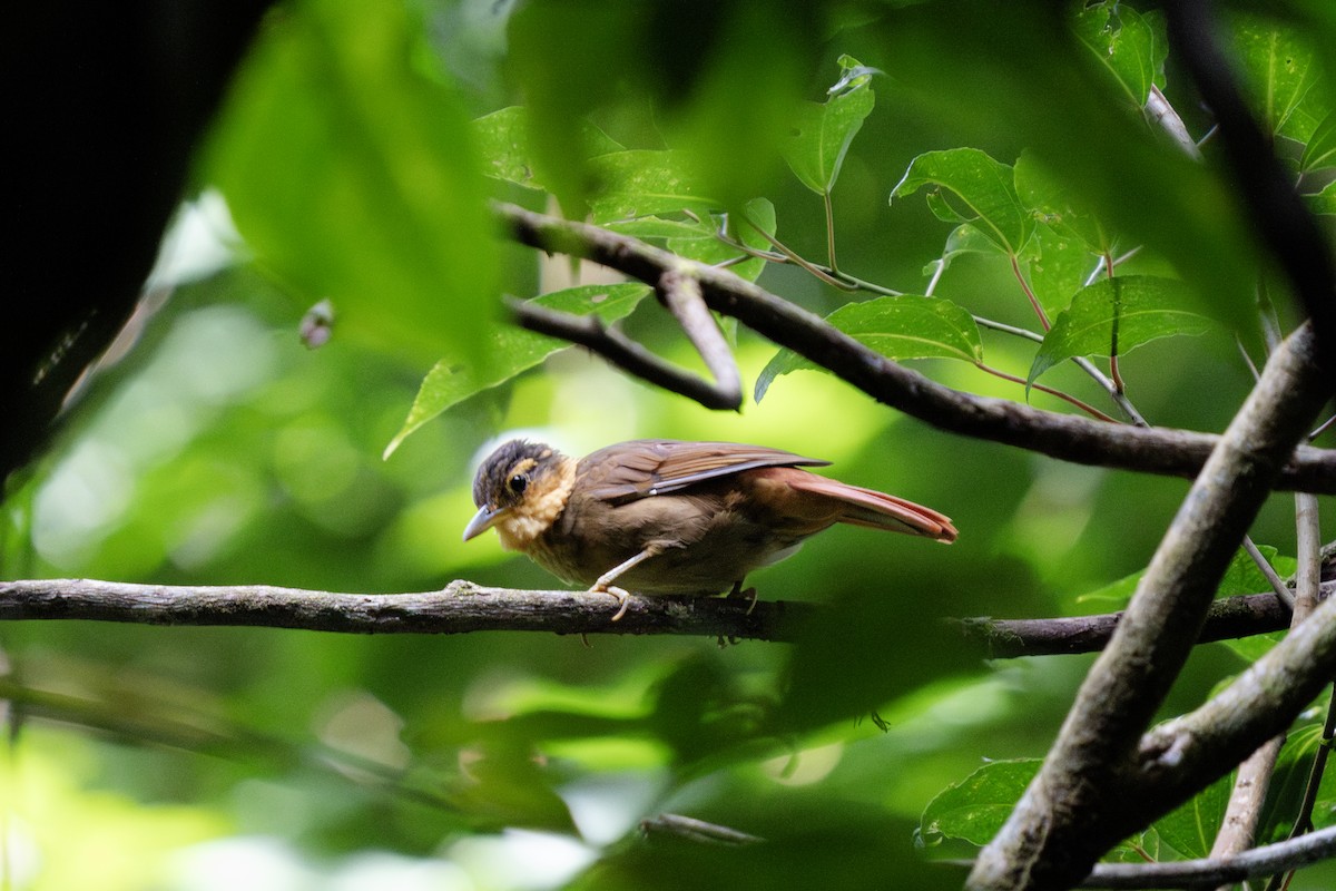 Fawn-throated Foliage-gleaner (Mexican) - ML641163345