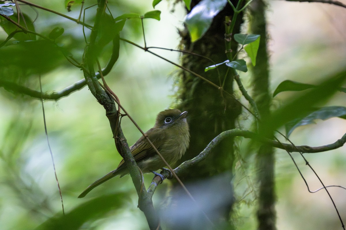 Eye-ringed Flatbill - ML641163353