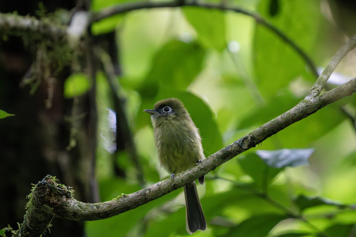 Eye-ringed Flatbill - ML641163355