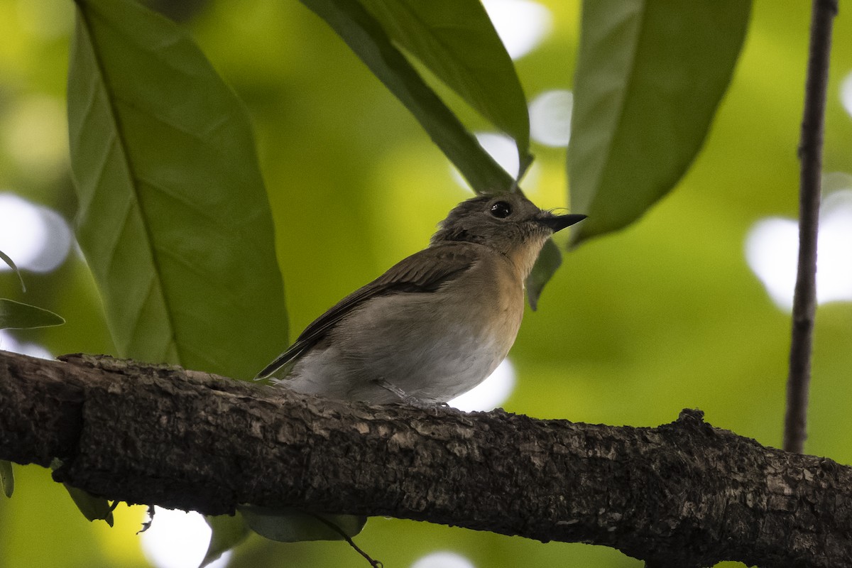 Hainan Blue Flycatcher - ML641163357