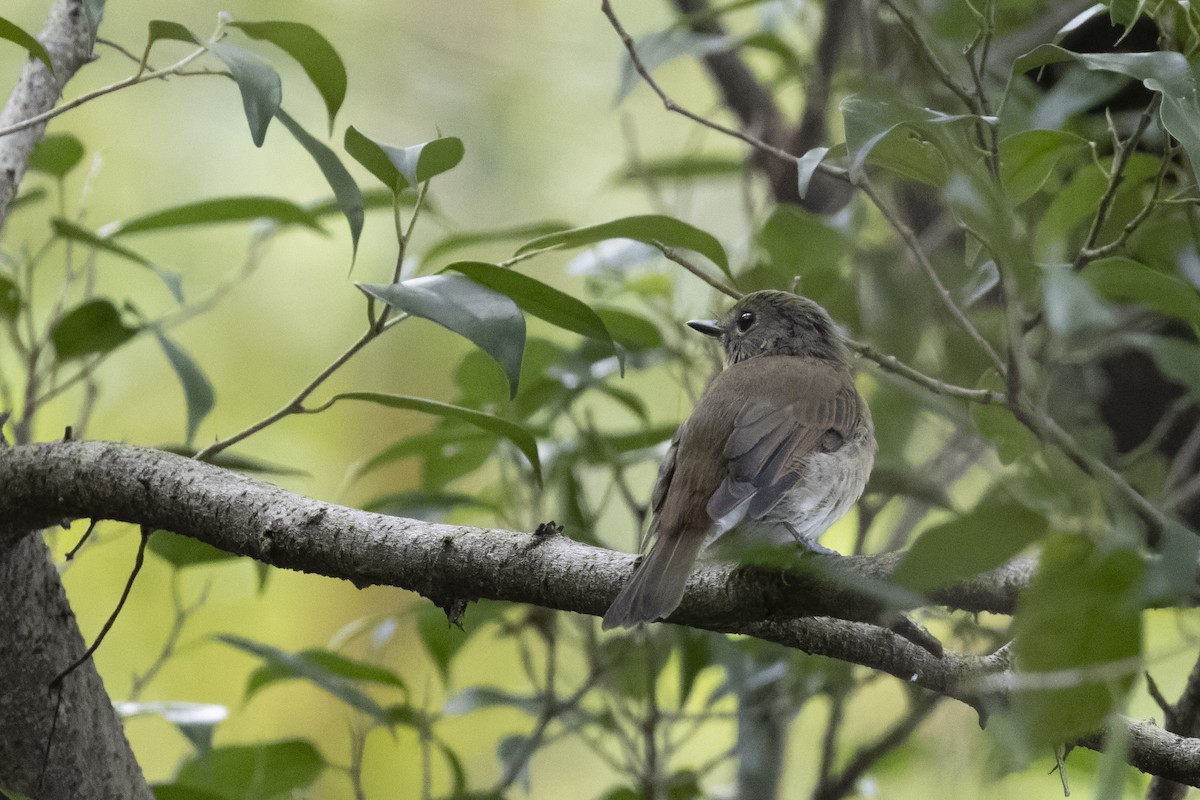 Hainan Blue Flycatcher - ML641163358