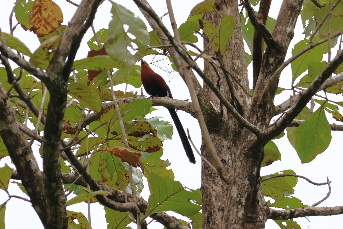 Yellow-billed Malkoha - ML641163359
