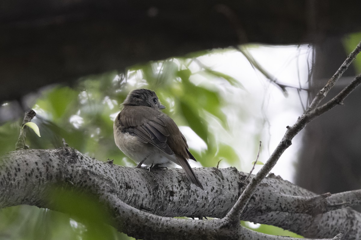 Hainan Blue Flycatcher - ML641163361
