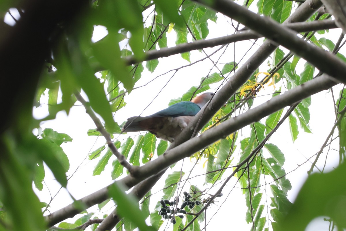 Green Imperial-Pigeon (Rufous-naped) - ML641163381