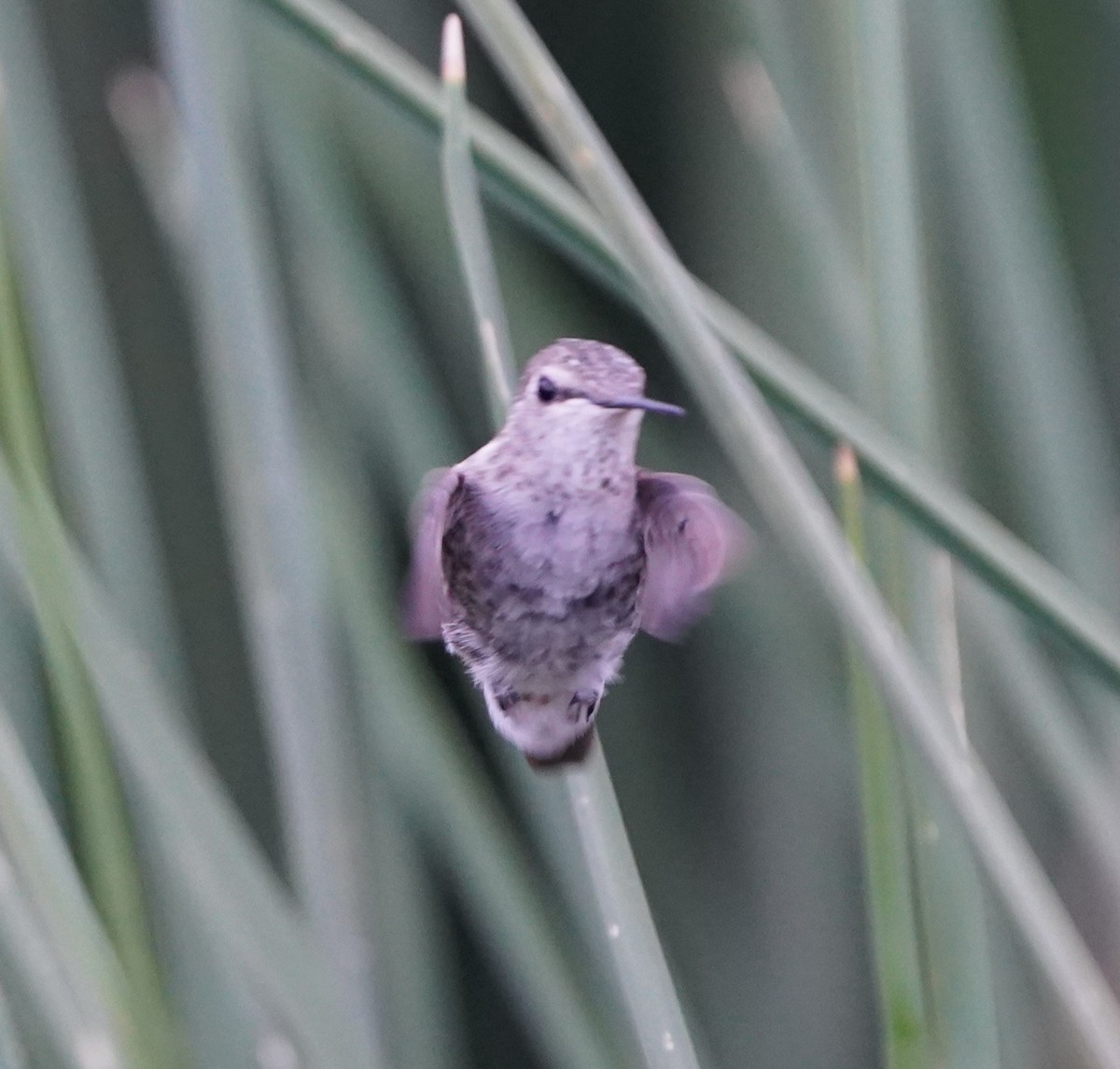Costa's Hummingbird - ML641163382