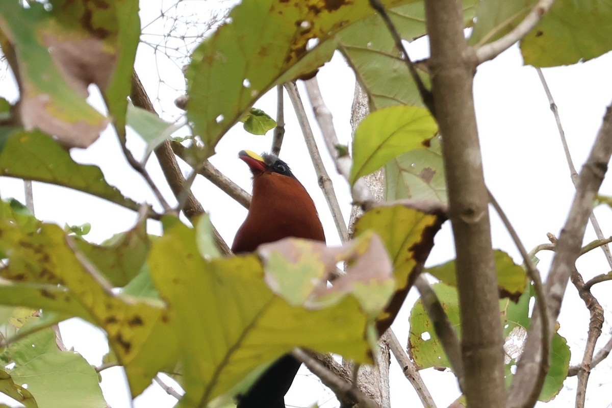 Yellow-billed Malkoha - ML641163388