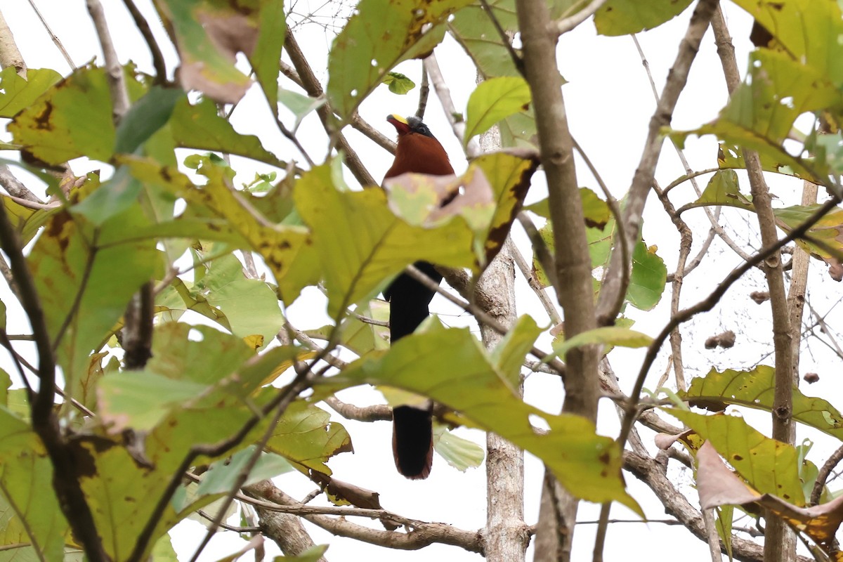 Yellow-billed Malkoha - ML641163389