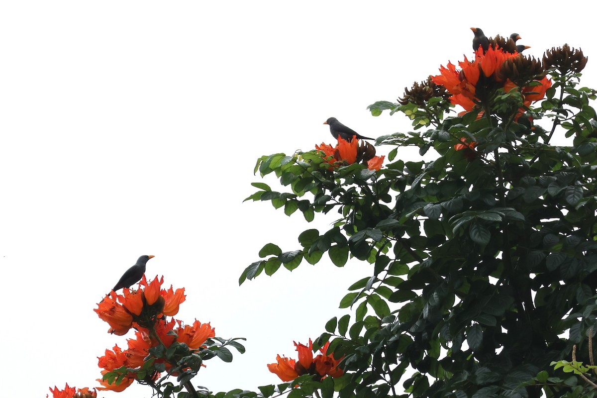Finch-billed Myna - ML641163395