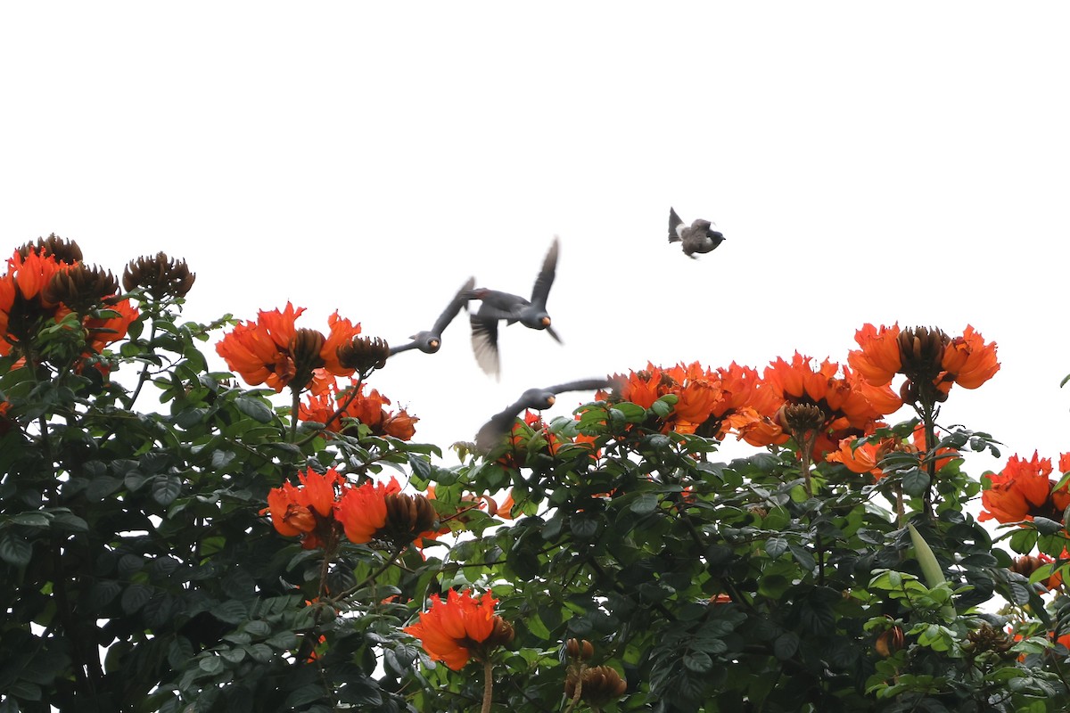 Finch-billed Myna - ML641163396