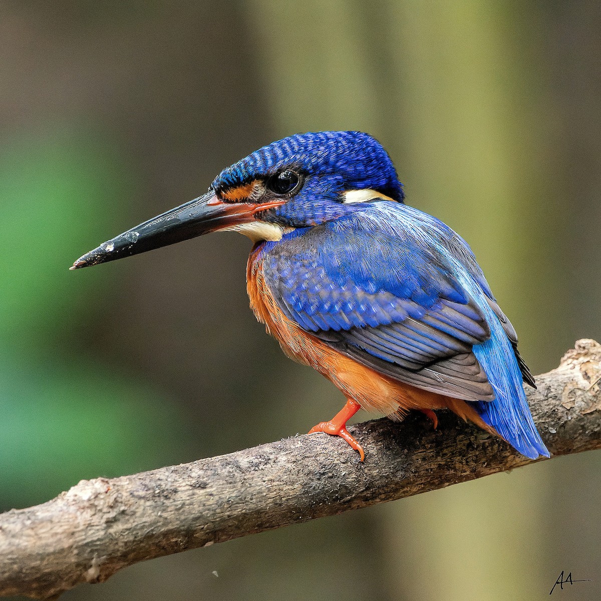 Blue-eared Kingfisher - ML641163415