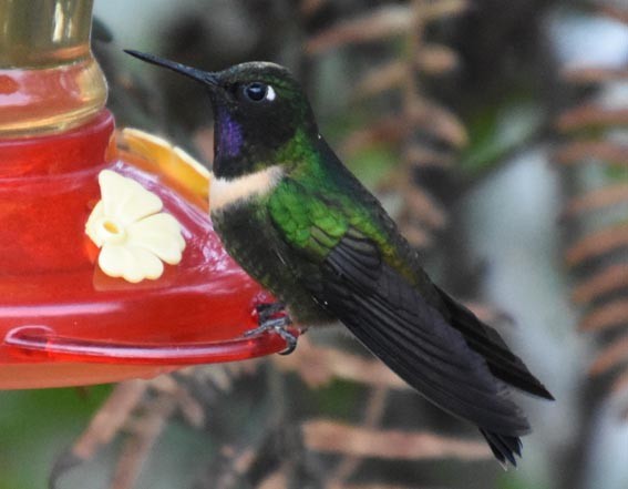 Amethyst-throated Sunangel - ML641163422