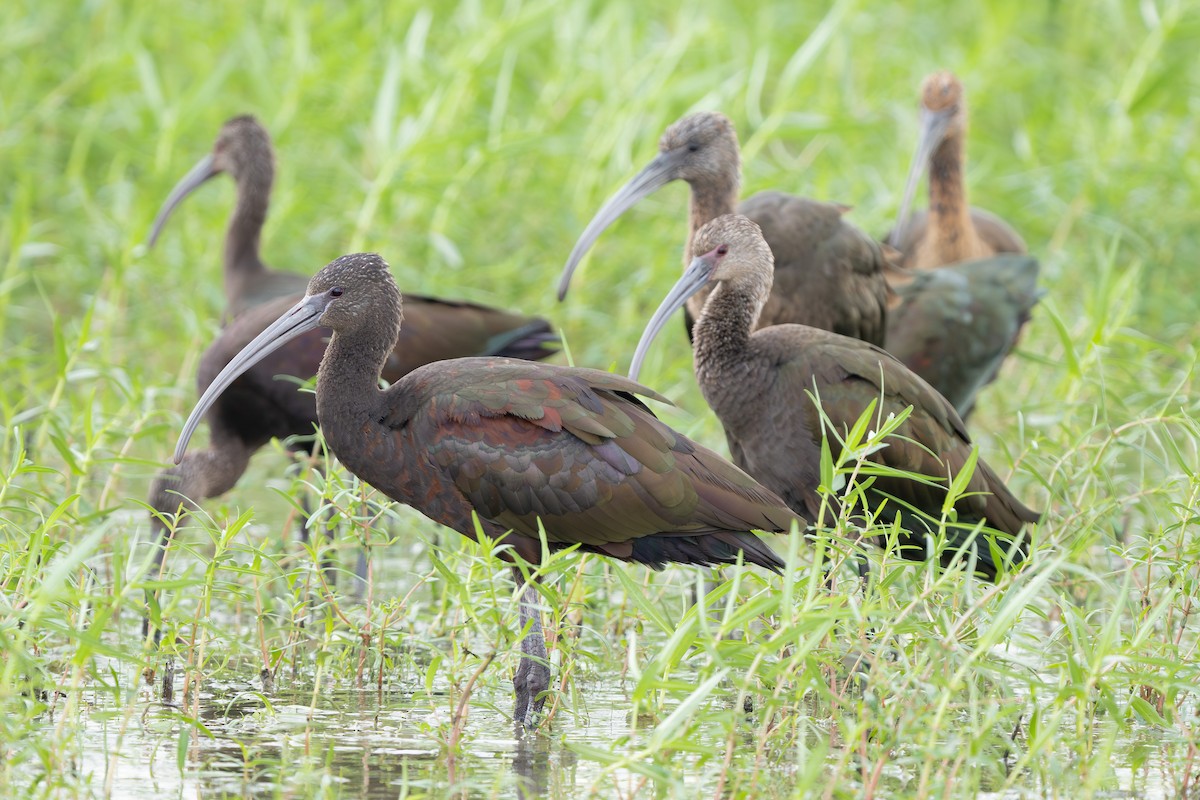 Glossy/White-faced Ibis - ML641163466