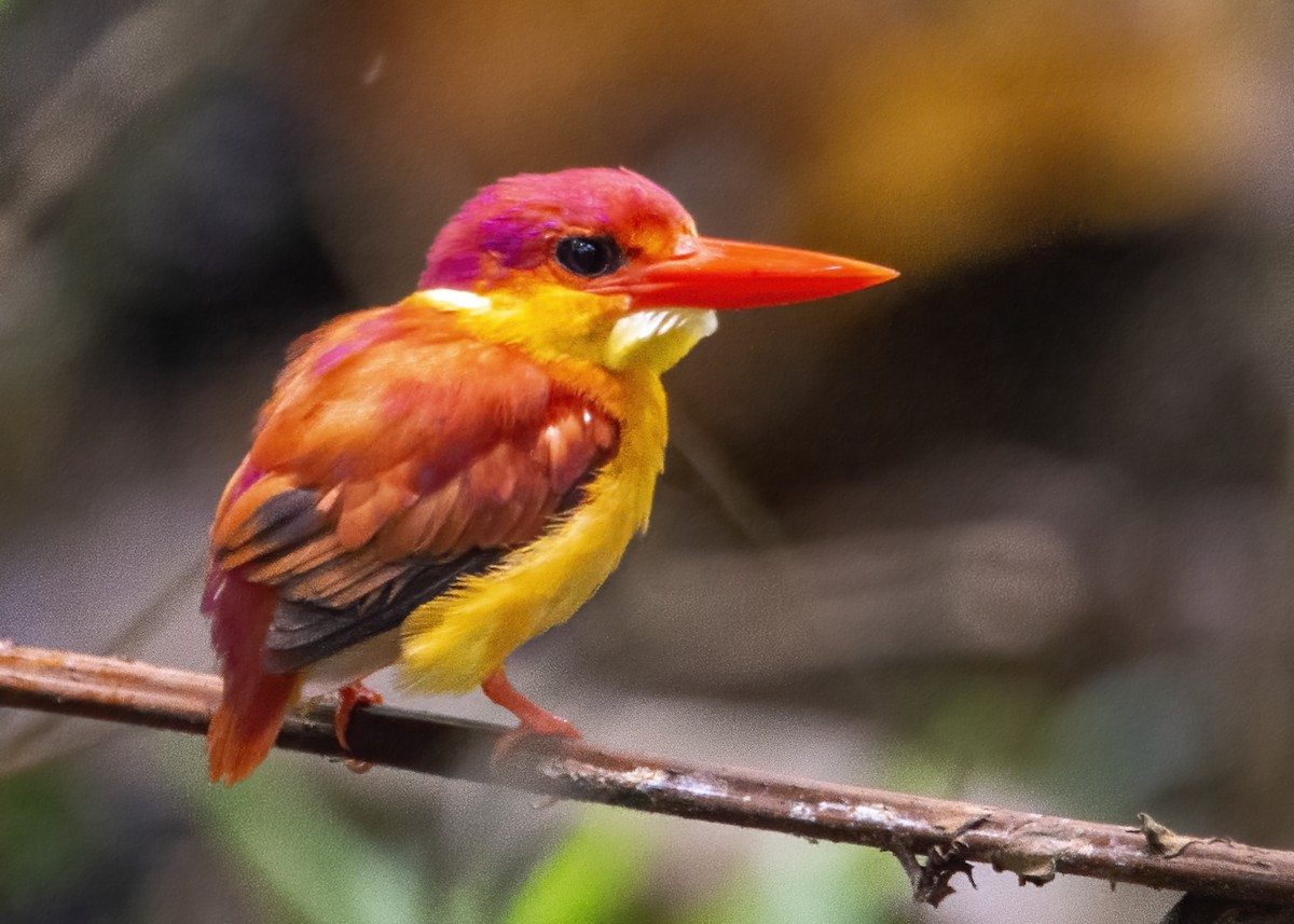 Rufous-backed Dwarf-Kingfisher - ML641163470