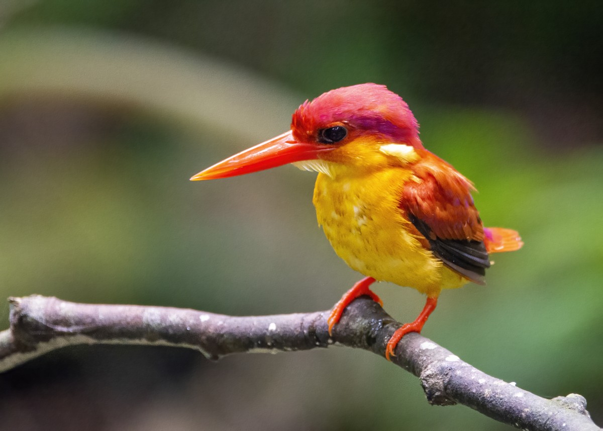 Rufous-backed Dwarf-Kingfisher - ML641163471