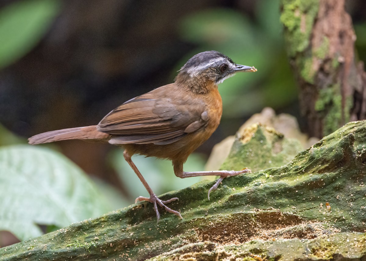 Malayan Black-capped Babbler - ML641163487