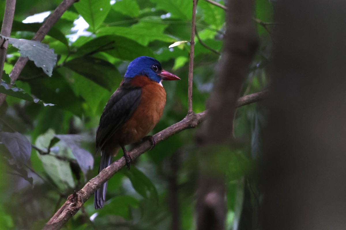 Green-backed Kingfisher - ML641163492
