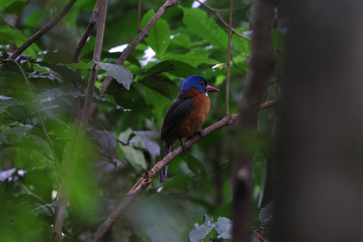 Green-backed Kingfisher - ML641163493
