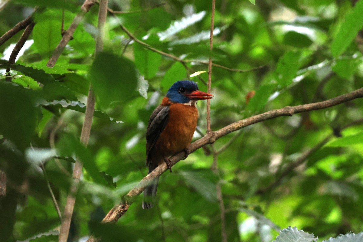 Green-backed Kingfisher - ML641163499