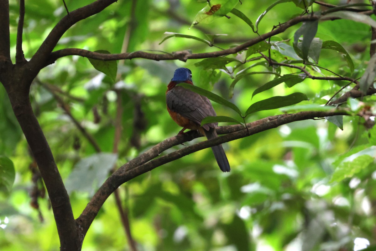 Green-backed Kingfisher - ML641163500