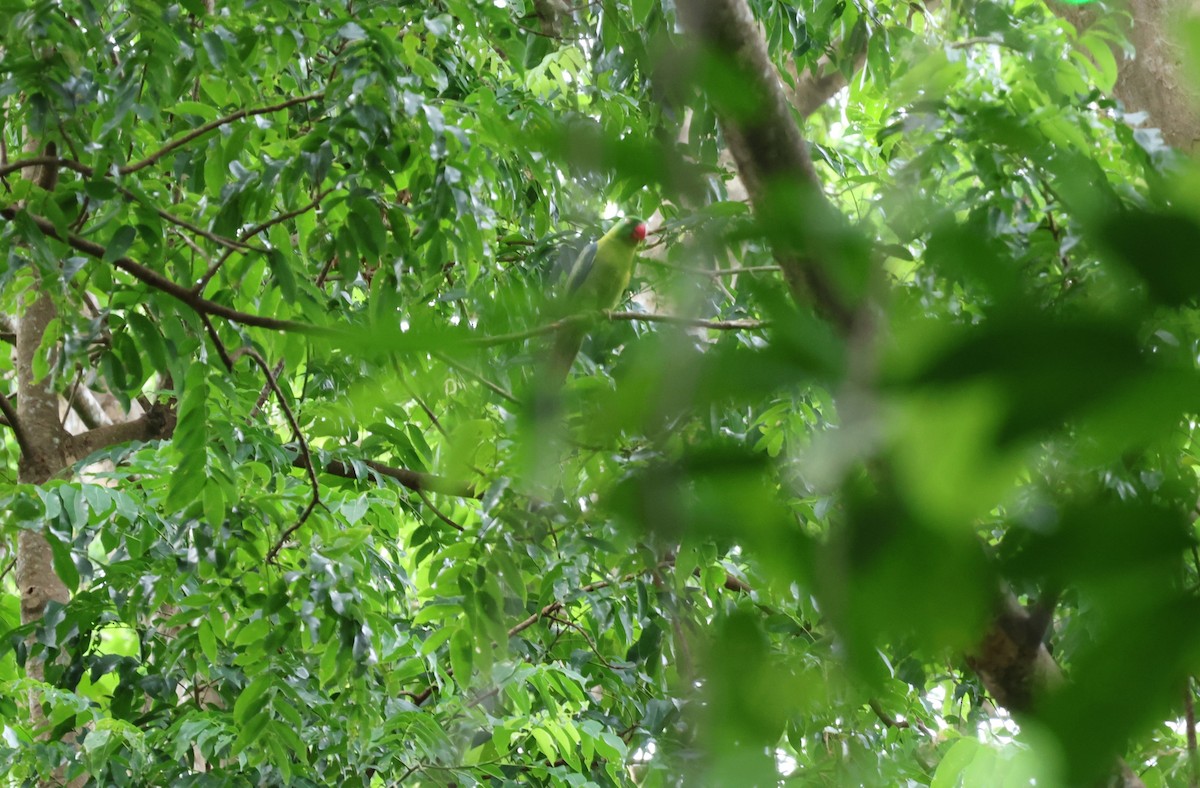 Azure-rumped Parrot - ML641163548