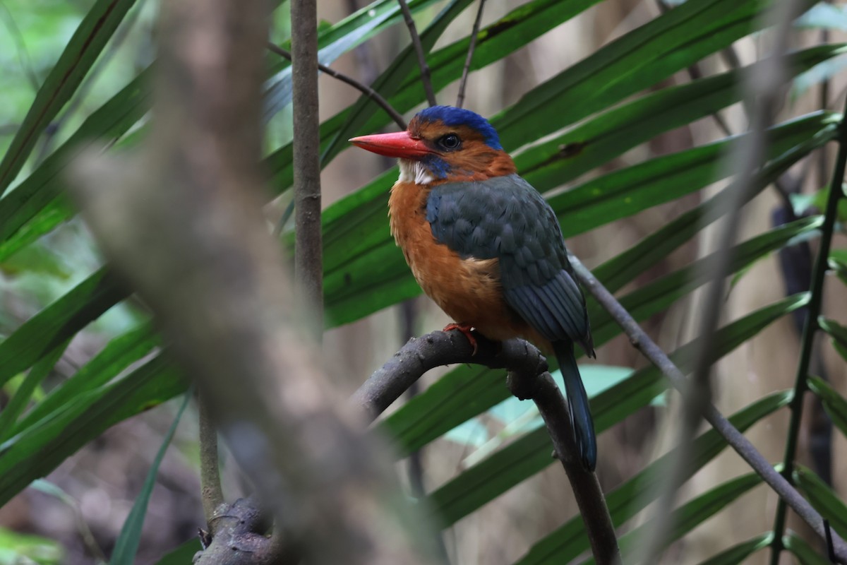 Green-backed Kingfisher - ML641163551